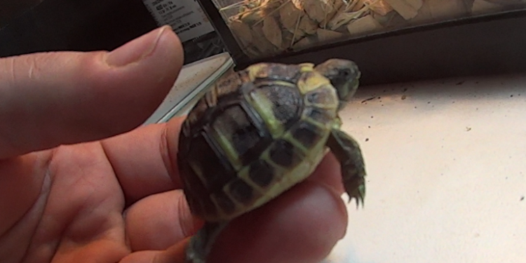 Quelle température pour bébé tortue ?