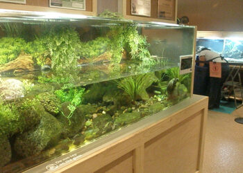 Quelle température pour bébé tortue ?