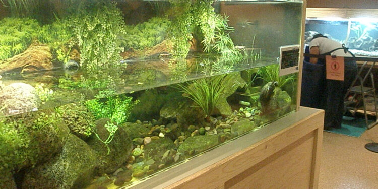 Quelle température pour bébé tortue ?