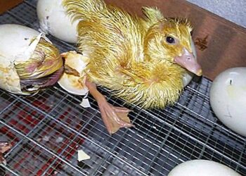 Quelle température pour couver des œufs de canard ?