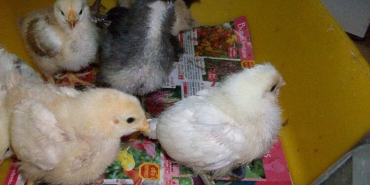 Quelle température pour des poussins de 4 semaines ?