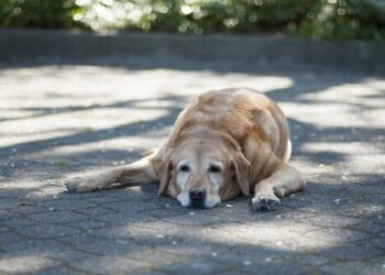 Quelle température pour faire dormir un chien ?