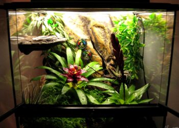 Quelle température pour un gecko ?