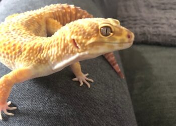 Quelle température pour un gecko ?