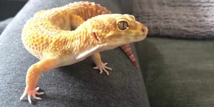 Quelle température pour un gecko ?