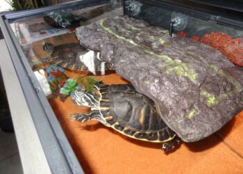 Quelle température pour une tortue d'eau ?