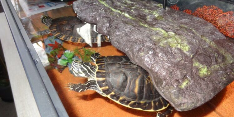 Quelle température pour une tortue d'eau ?