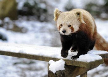 Quelle température supporte les canaris ?