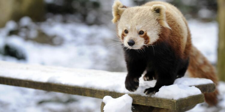 Quelle température supporte les canaris ?