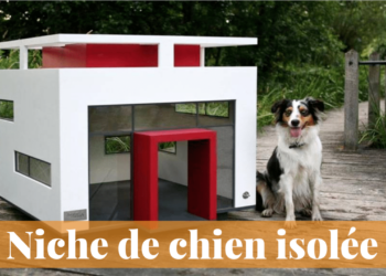 Quelle température trop froide pour un chien ?