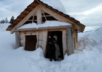 Quelle température trop froide pour un chien ?