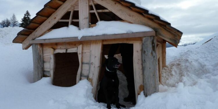 Quelle température trop froide pour un chien ?