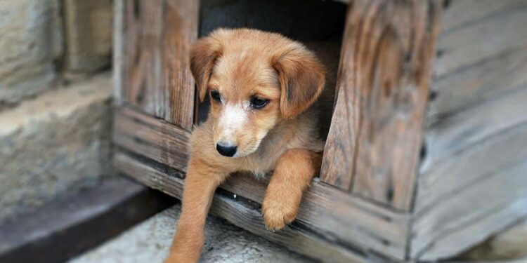 Quelle température un chien à froid ?