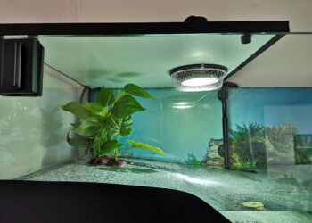 Quelle terre pour un paludarium ?