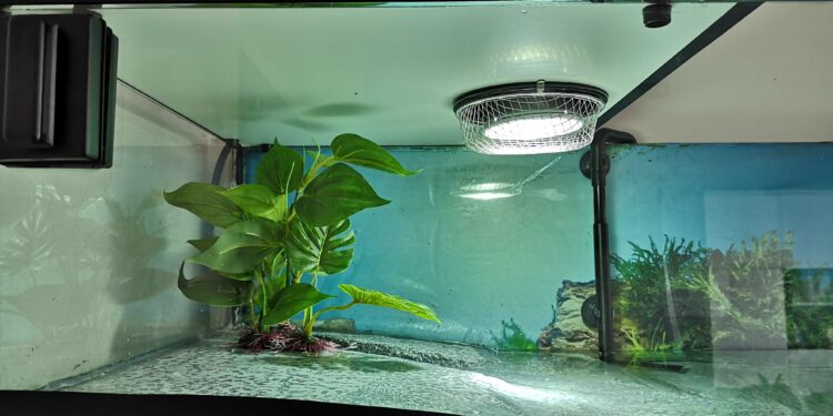 Quelle terre pour un paludarium ?