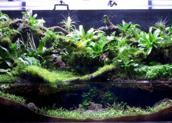 Quelle terre pour un paludarium ?