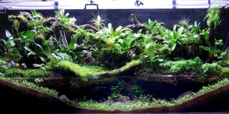 Quelle terre pour un paludarium ?