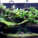 Quelle terre pour un paludarium ?
