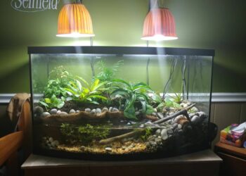 Quelle terre pour un paludarium ?