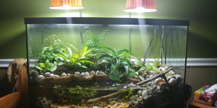 Quelle terre pour un paludarium ?