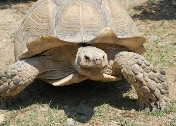 Quelle tortue A-t-on le droit d'acheter ?