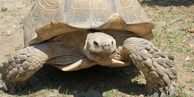 Quelle tortue A-t-on le droit d'acheter ?