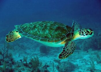 Quelle tortue d'eau reste petite ?