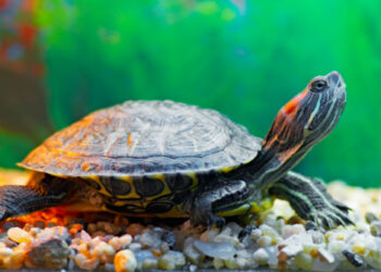 Quelle tortue d'eau reste petite ?