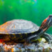 Quelle tortue d'eau reste petite ?