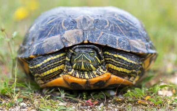 Quelle tortue d'eau reste petite ?