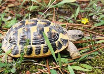 Quelle tortue pour débutant ?