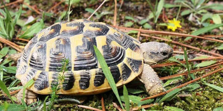 Quelle tortue pour débutant ?