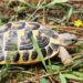 Quelle tortue pour débutant ?