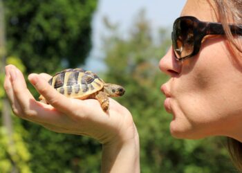 Quelle tortue pour débutant ?