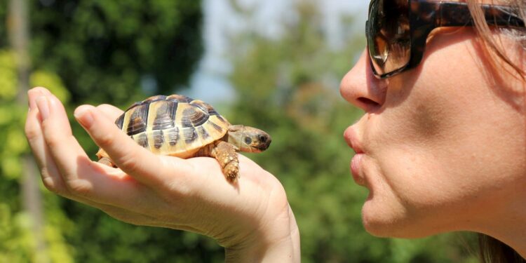 Quelle tortue pour débutant ?
