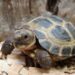 Quelle tortue pour débutant ?