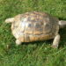 Quelle tortue pour débutant ?