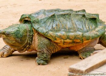 Quelle tortue pour débutant ?