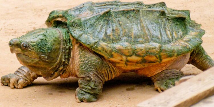 Quelle tortue pour débutant ?