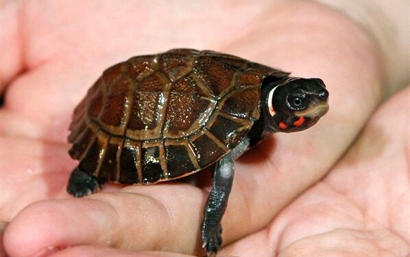 Quelle tortue pour débuter ?