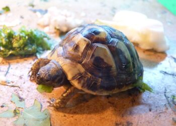 Quelle tortue pour débuter ?