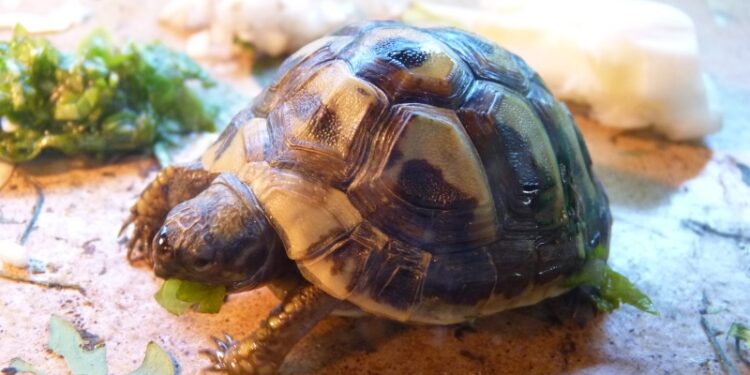 Quelle tortue pour débuter ?