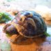 Quelle tortue pour débuter ?