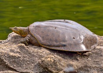 Quelle tortue reste petite ?