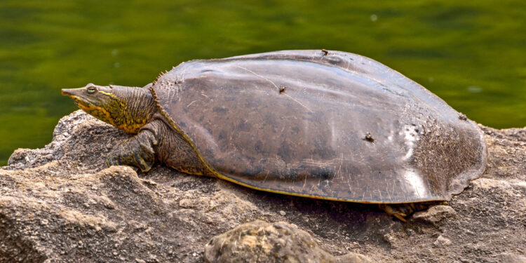 Quelle tortue reste petite ?