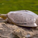 Quelle tortue reste petite ?