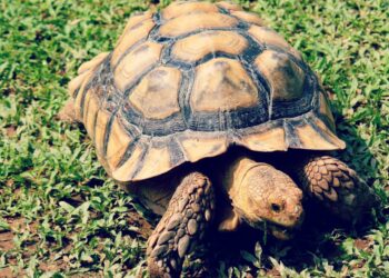 Quelle tortue sans autorisation ?