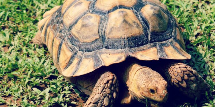 Quelle tortue sans autorisation ?