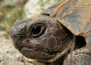 Quelle tortue sans autorisation ?