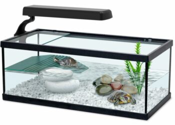 Quelle type de lampe pour tortue d'eau ?